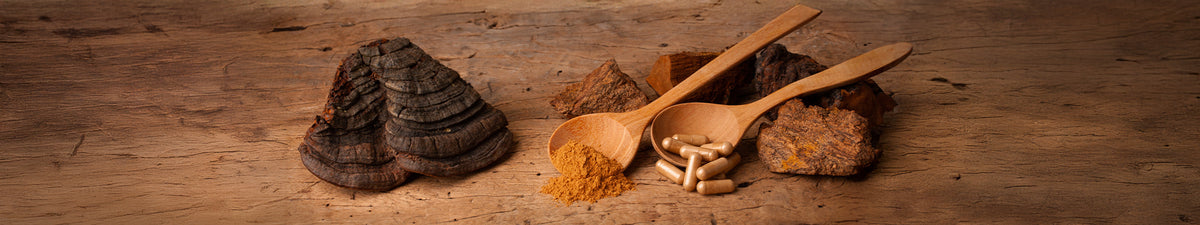 Vitalpilz Chaga