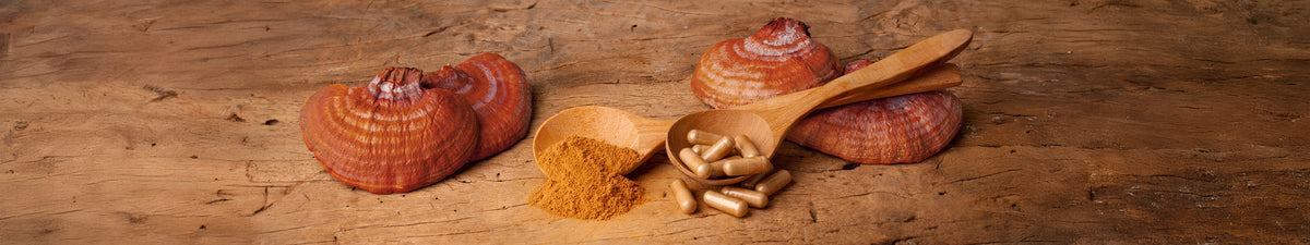 Vitalpilz Reishi