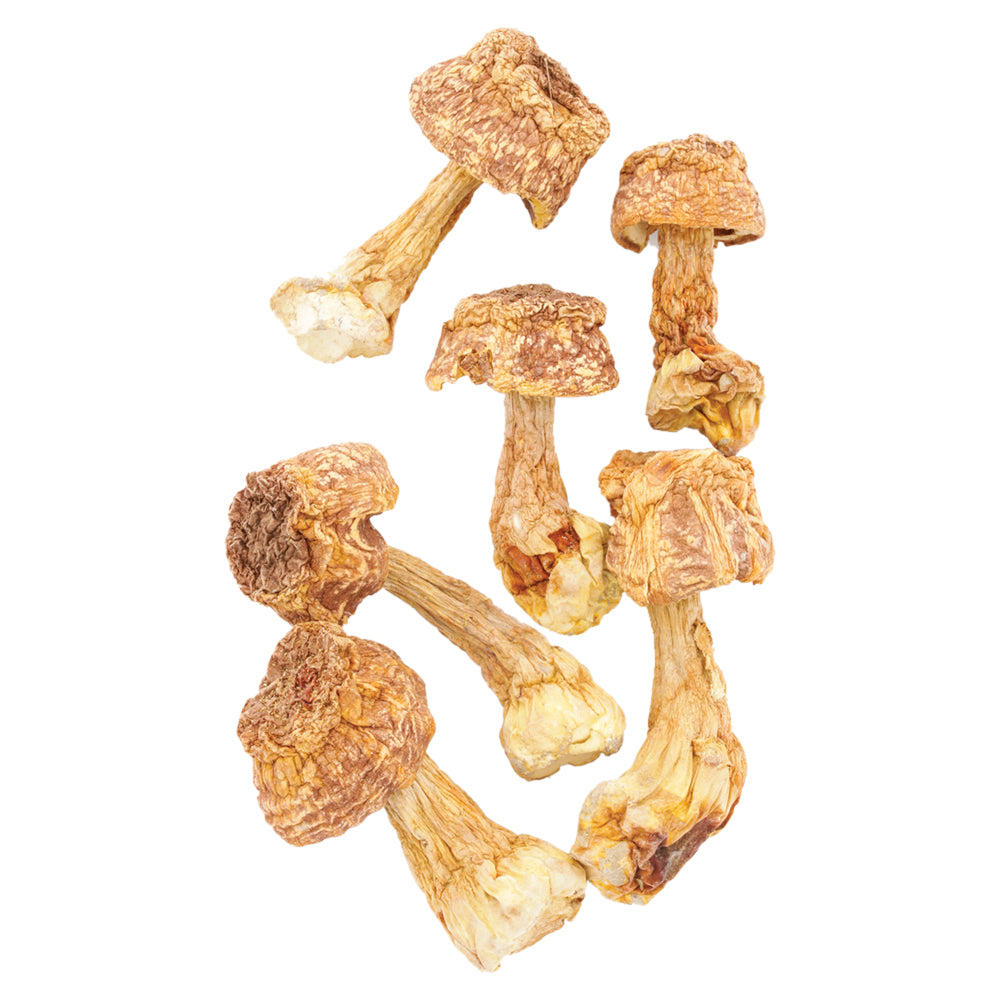 HAWLIK getrocknete Bio Pilze Agaricus