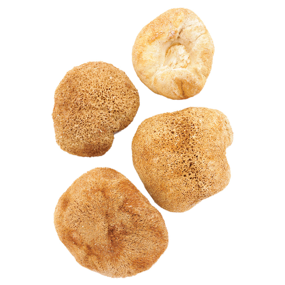 Getrocknete Pilze Hericium