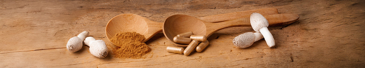 Kategoriebild Vitalpilz Coprinus