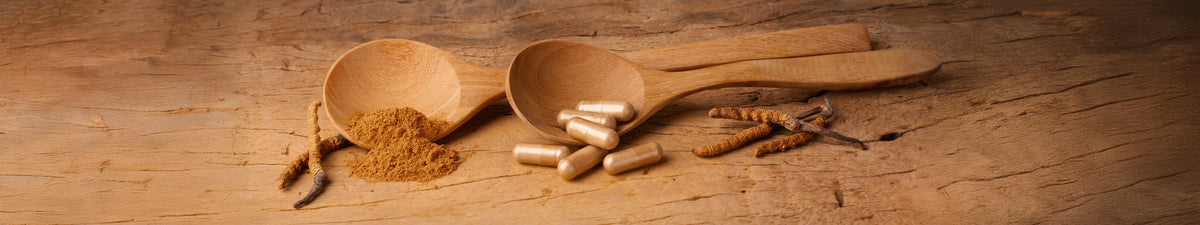 Vitalpilz Cordyceps